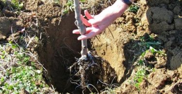 посадка абрикоса осенью