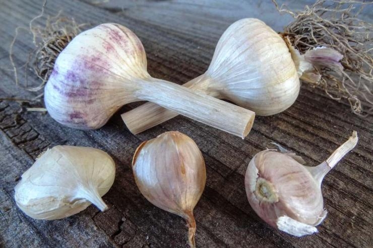 посадка чеснока осенью под зиму