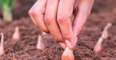 Посадка чеснока осенью