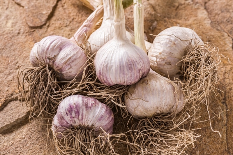 на какую глубину сажать чеснок под зиму