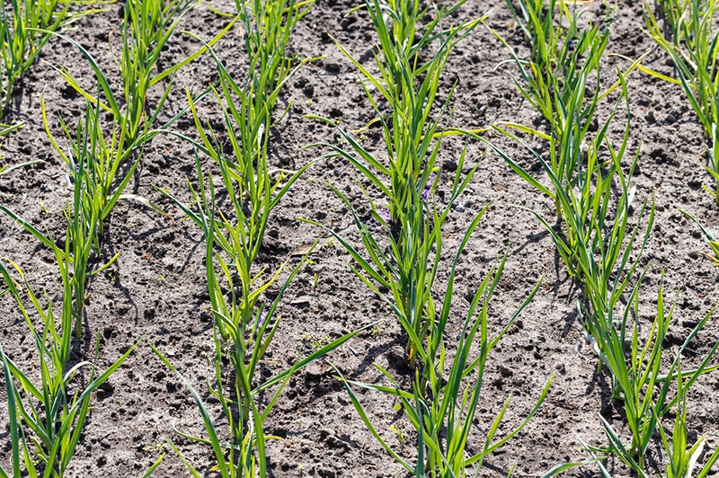 агротехника выращивания чеснока озимого