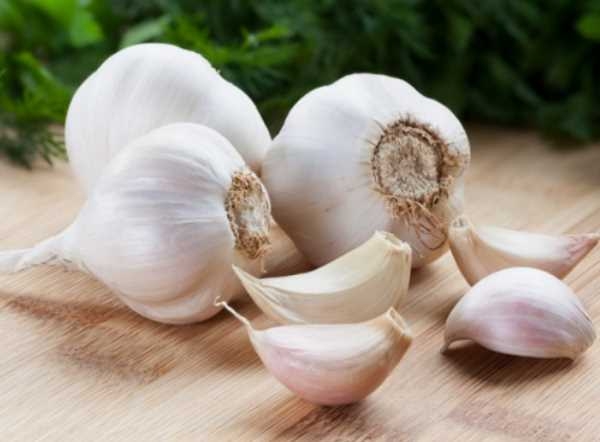 срок посадки чеснока под зиму