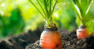 Посадка моркови под зиму