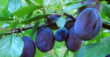 Посадка сливы осенью