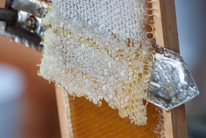 продукция пчеловодства