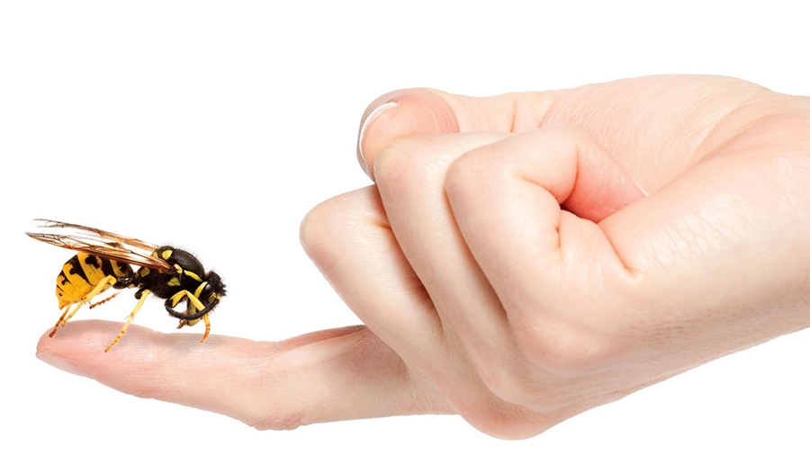 пчелиные продукты