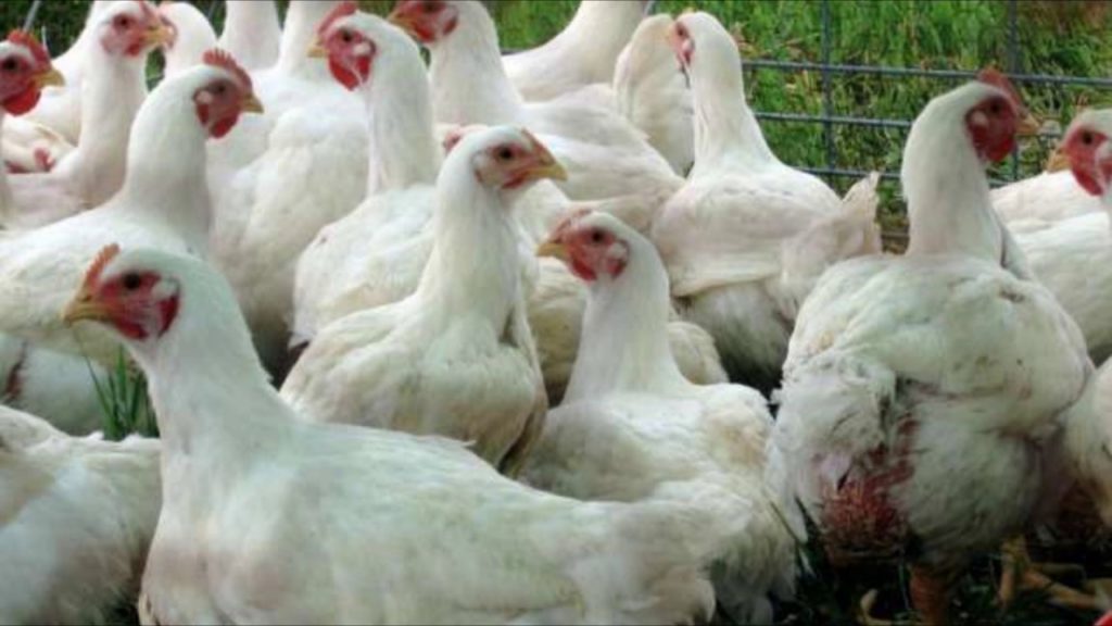 разведение бройлеров в домашних условиях как бизнес