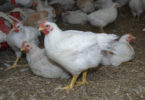 Разведение бройлеров