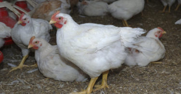 Разведение бройлеров