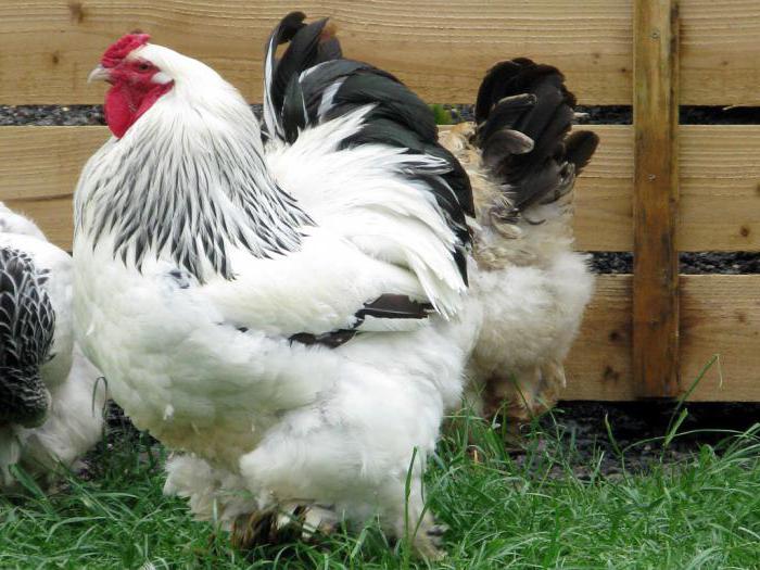 разведение бройлеров в домашних условиях как бизнес