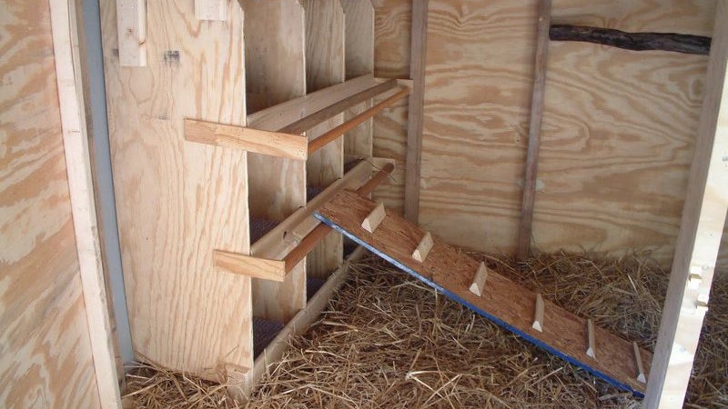 разведение бройлеров в домашних условиях как бизнес