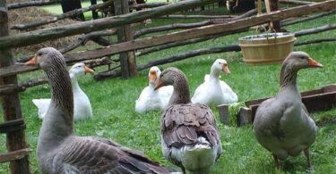 разведении гусей в домашних условиях
