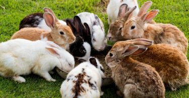 разведение кроликов