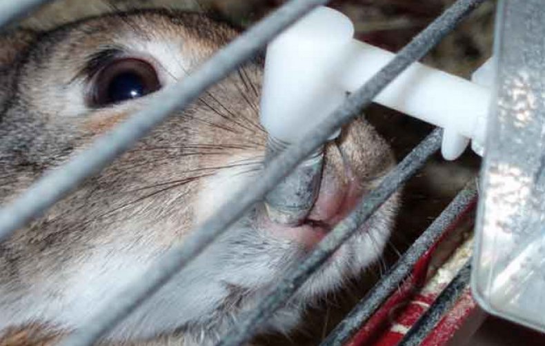 содержание кроликов в клетках для начинающих