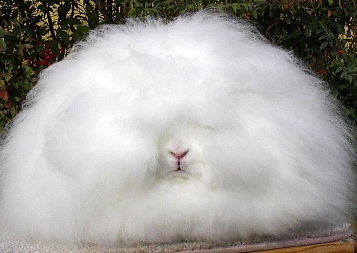 содержание кроликов в вольерах