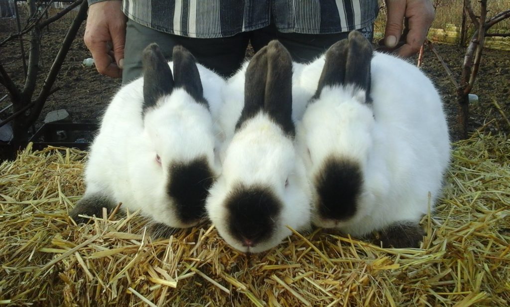 вольерное содержание кроликов