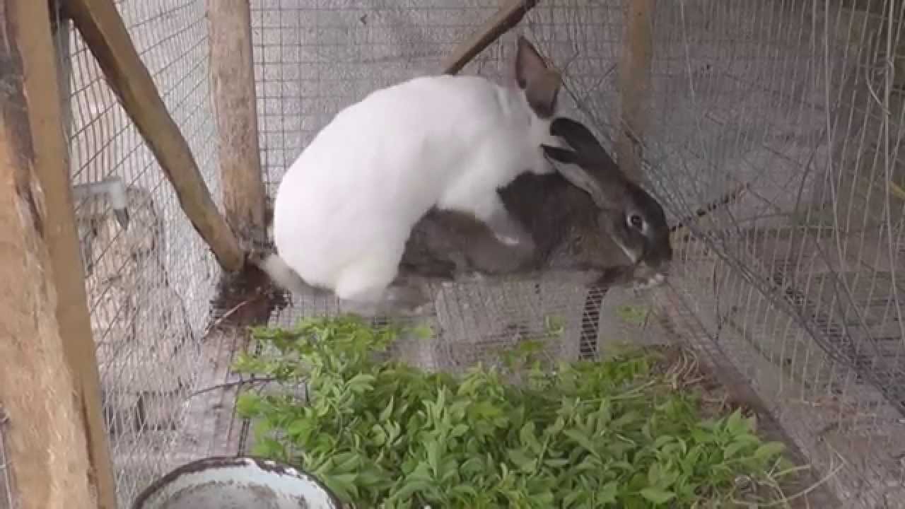 разведение кроликов в домашних условиях для начинающих