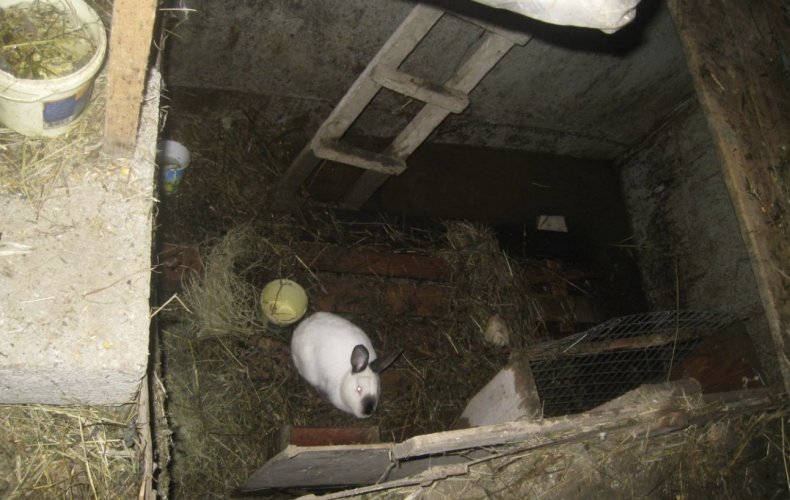 разведение кроликов в домашних условиях для начинающих