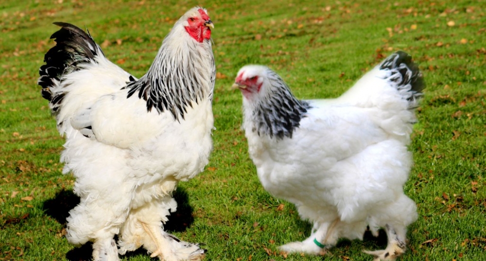 содержание кур в домашних условиях