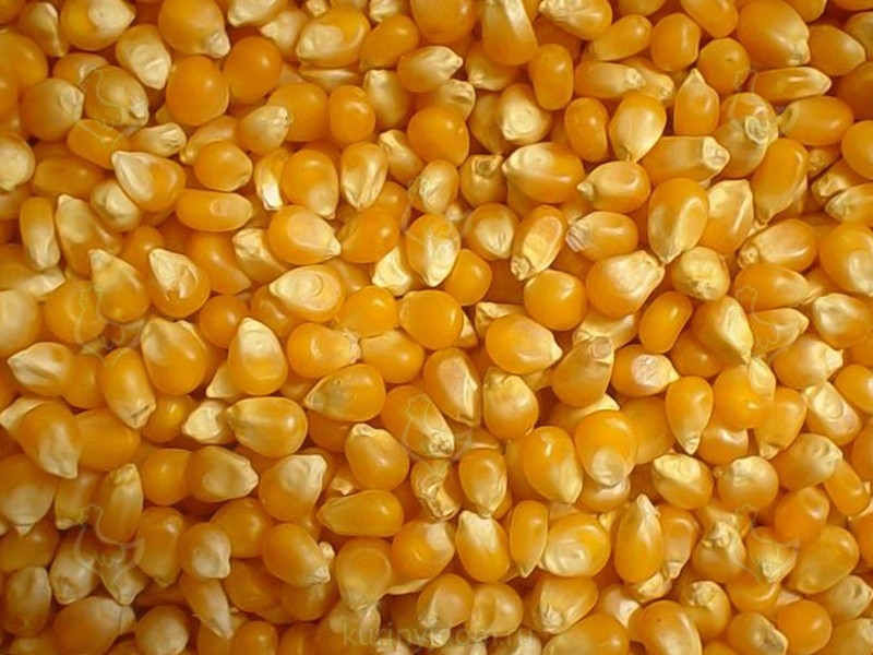 домашнее подворье куры