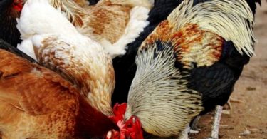 разведение кур дома