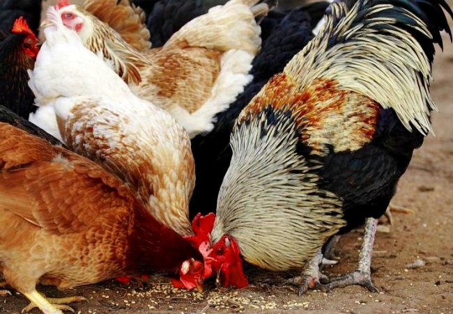 разводить курей несушек на дому