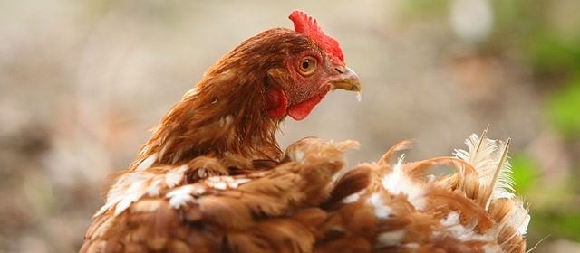 разводить курей несушек на дому