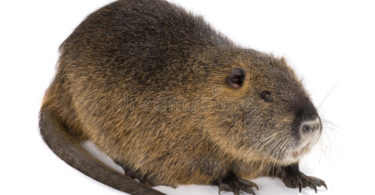 разведение нутрий