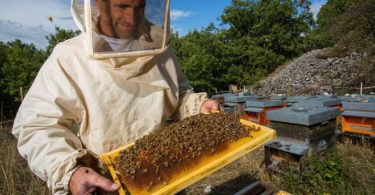 Разведение пчел для начинающих