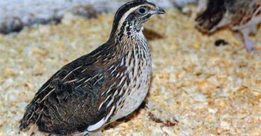 разведение перепелов как бизнес