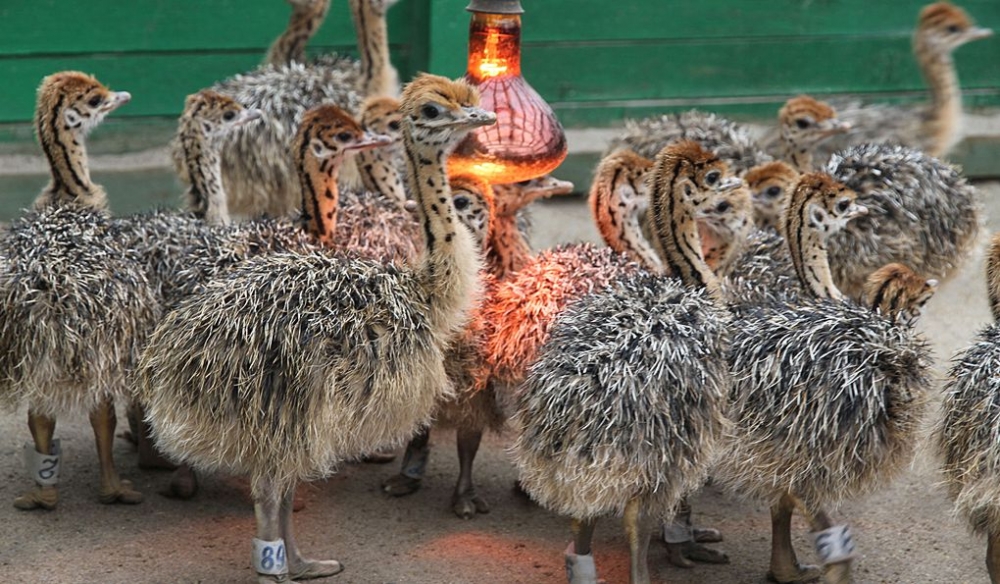 разведение страусов в домашних условиях для начинающих