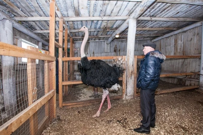 выращивание страусов как бизнес