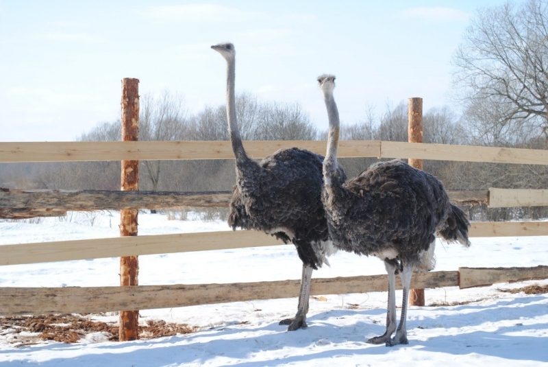разведение страусов в домашних условиях для начинающих