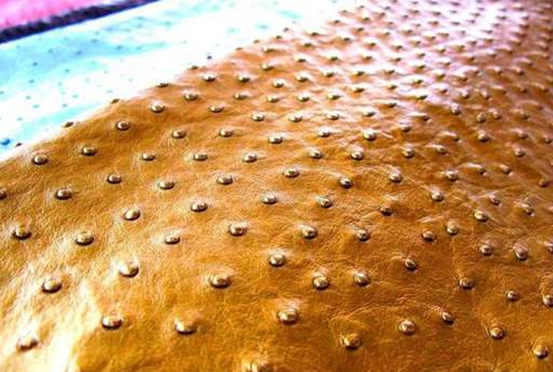 разведение страусов в домашних условиях для начинающих