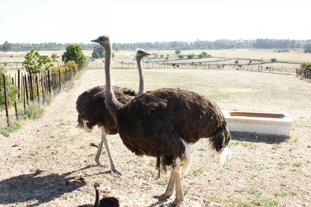 выращивание страусов как бизнес