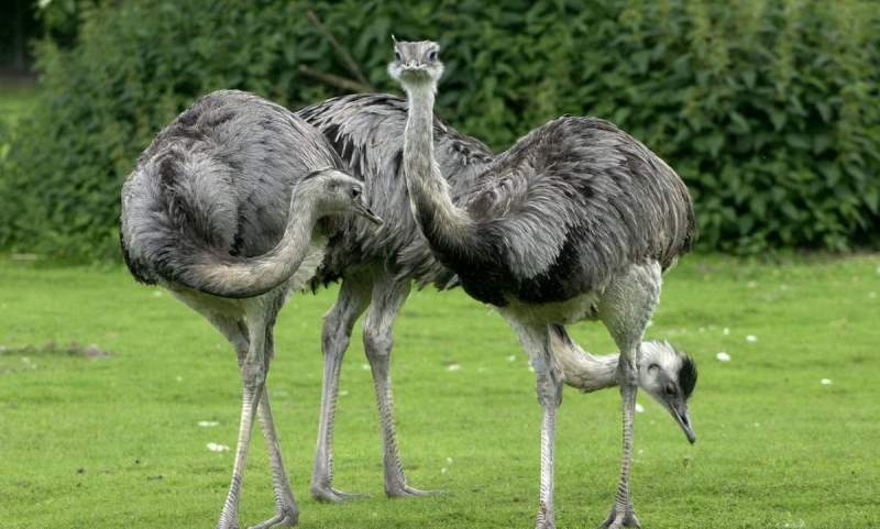 выращивание страусов как бизнес