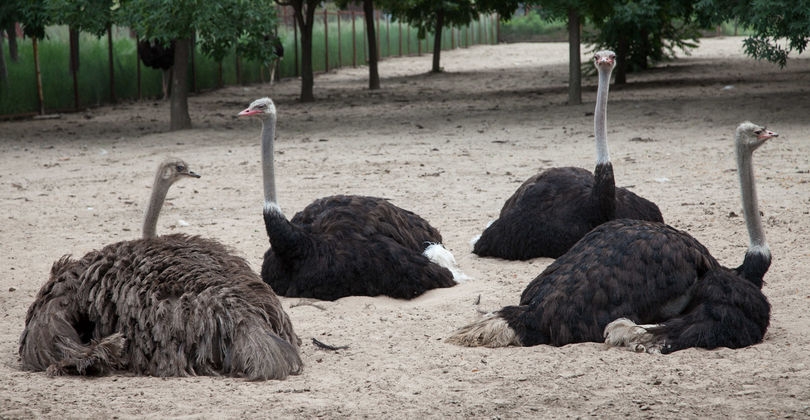 выращивание страусов как бизнес