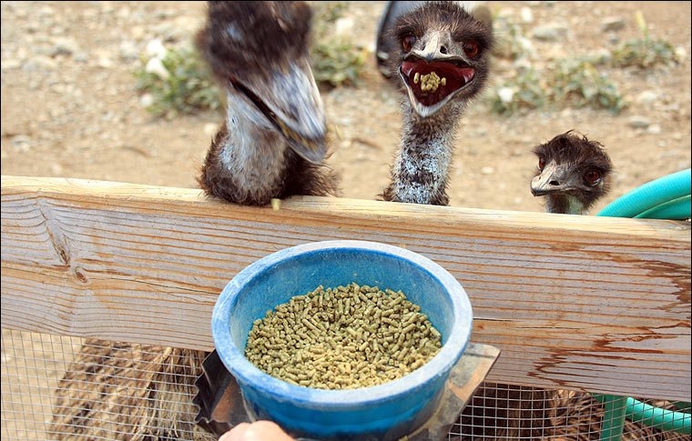 выращивание страусов как бизнес