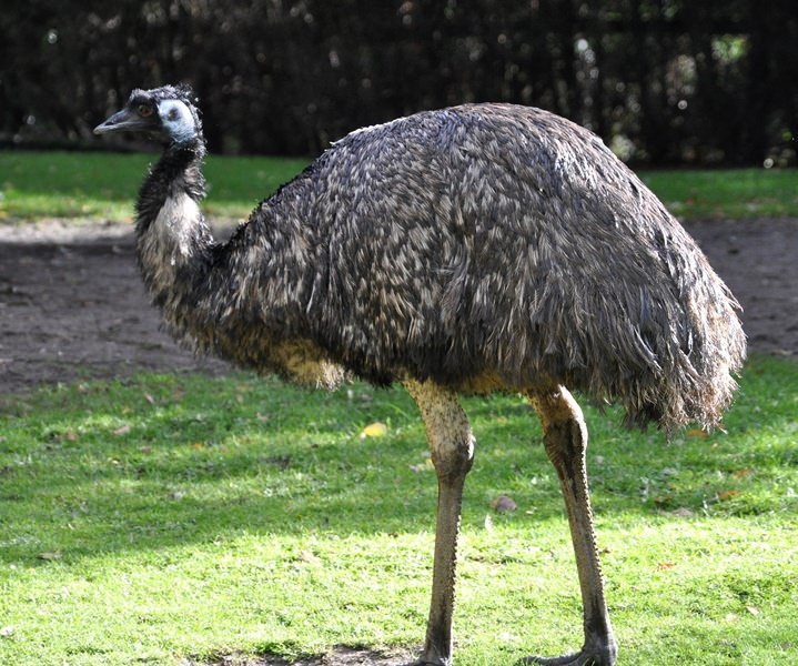 разведение страусов в домашних условиях для начинающих