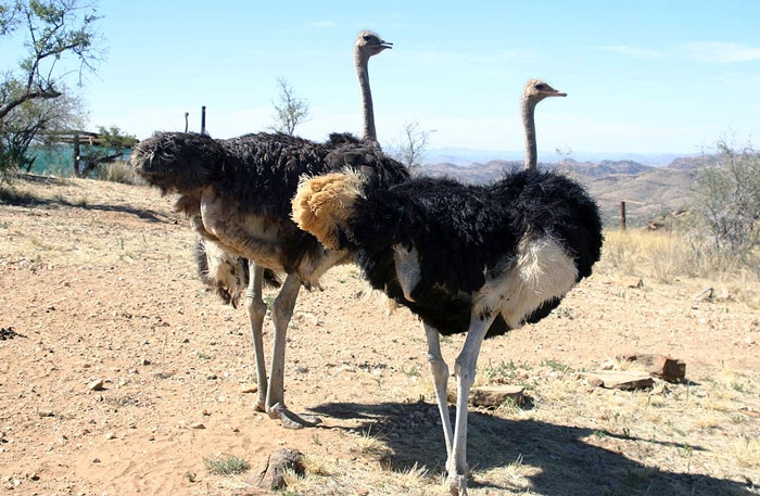 выращивание страусов как бизнес