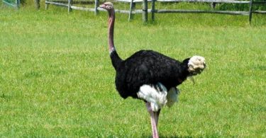 Разведение страусов в домашних условиях