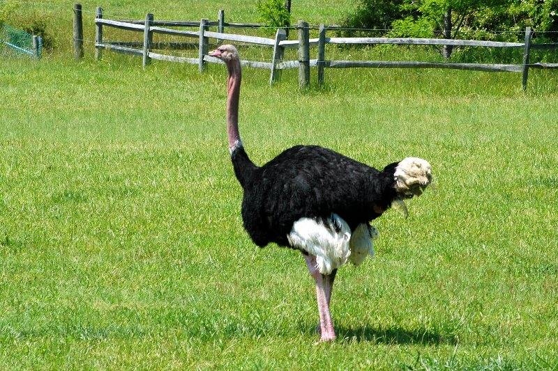 выращивание страусов как бизнес
