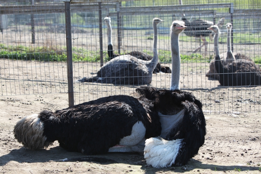 выращивание страусов как бизнес