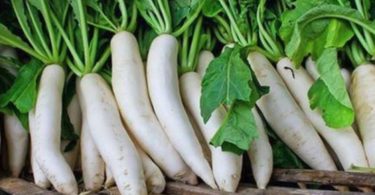 редька Дайкон