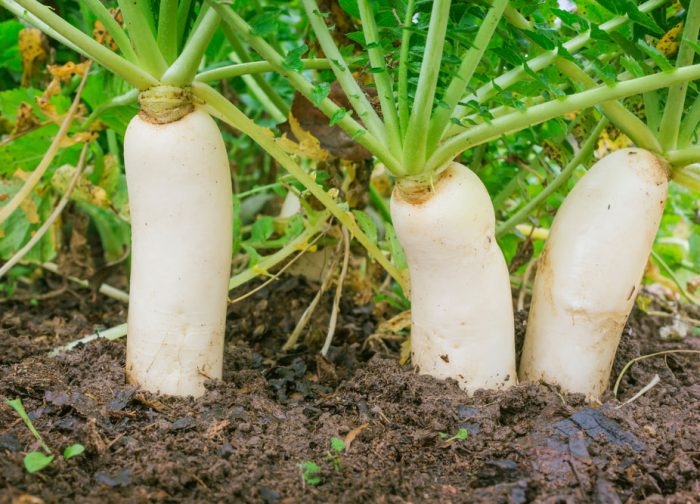 редька дайкон польза и вред