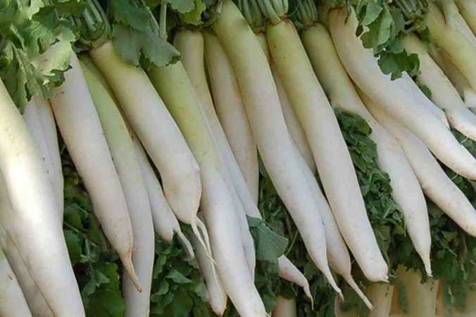 редька дайкон польза и вред