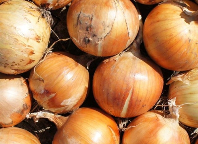 сорта лука с фото и описанием