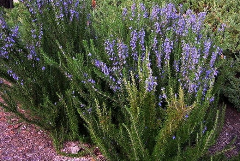 розмарин уход в домашних условиях