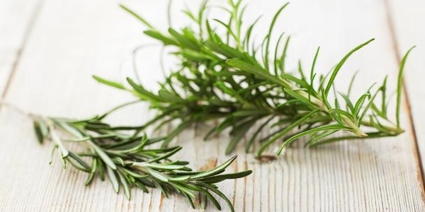 как вырастить розмарин на даче