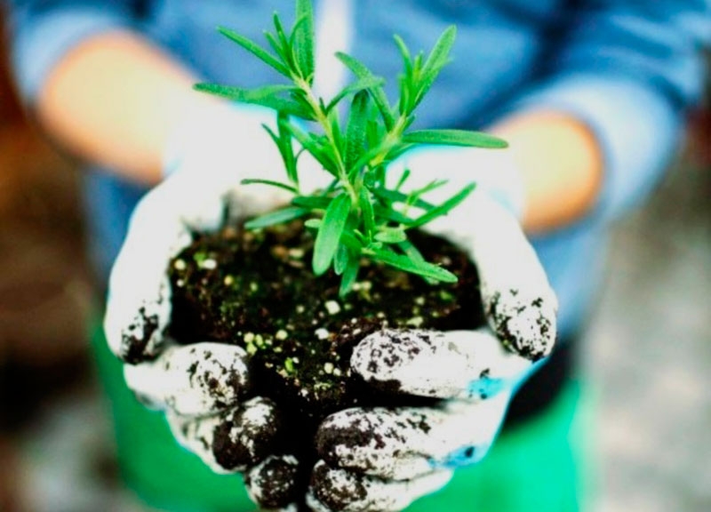 как вырастить розмарин на даче